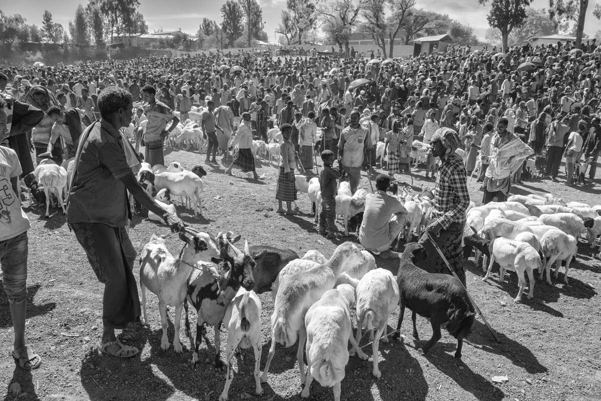 250f-Ethiopia-07.01.19-citta-di-Bati-mercato-del-bestiame-