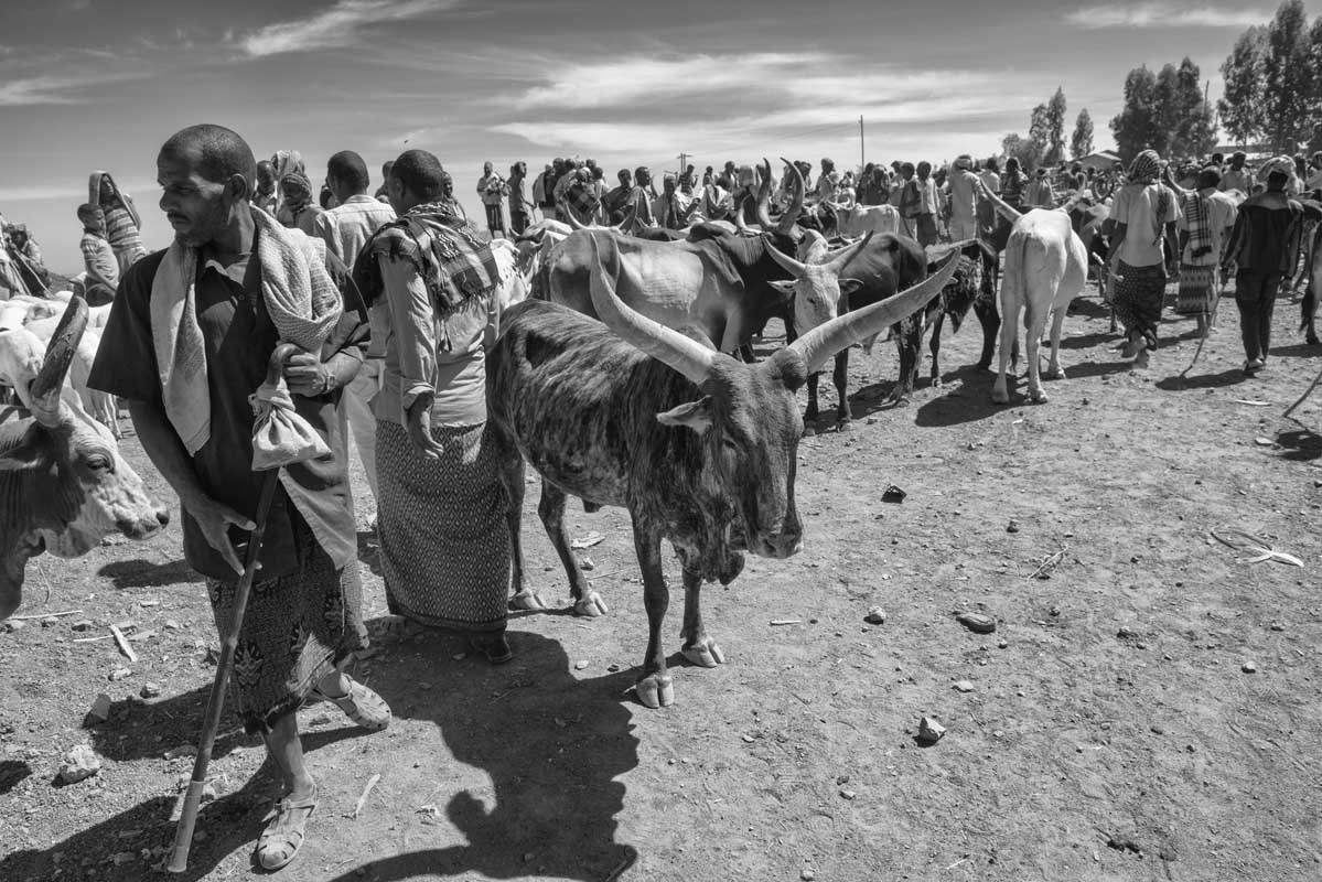 251-Ethiopia-07.01.19-citta-di-Bati-mercato-del-bestiame-
