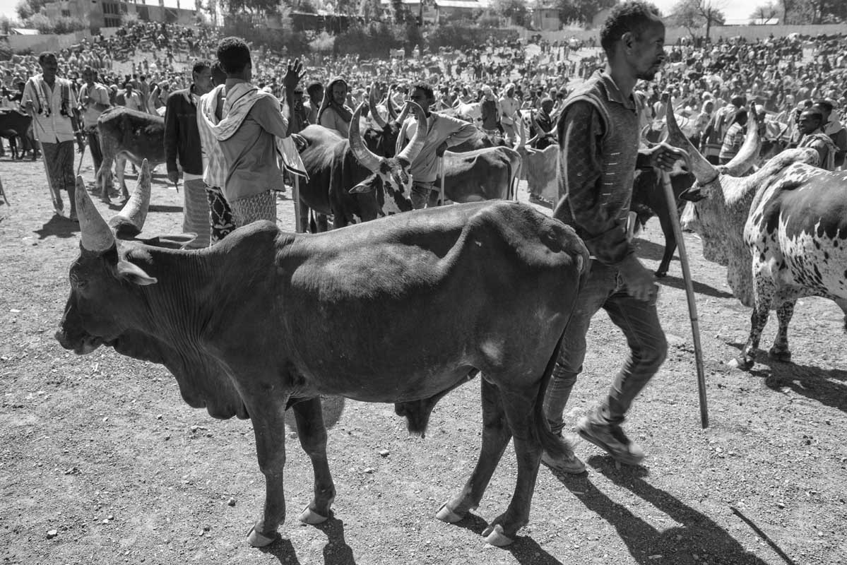 251e-Ethiopia-07.01.19-citta-di-Bati-mercato-del-bestiame-