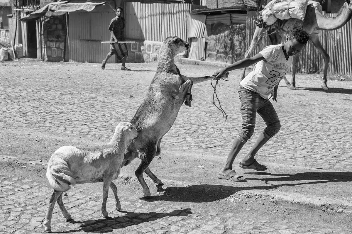 265c-Ethiopia-07.01.19-cittadina-di-Bati-mercato-del-bestiame