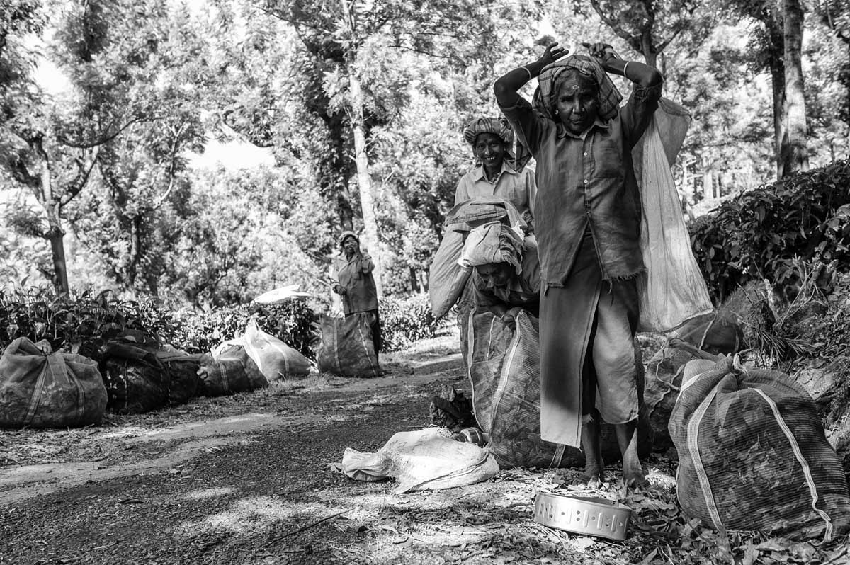 001-1989-karnataka-2013-14-da-ooty-verso-bandipur-plantations