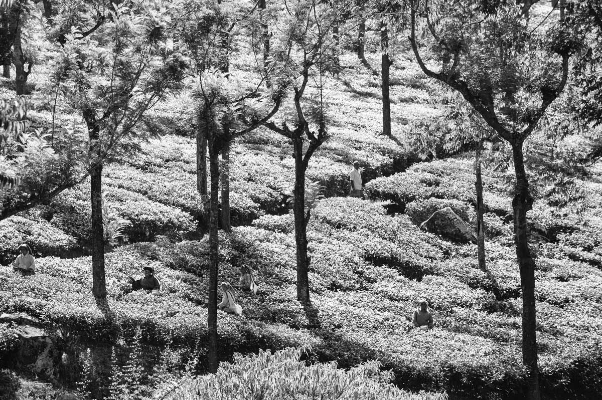 007-2027-karnataka-2013-14-da-ooty-verso-bandipur-plantations