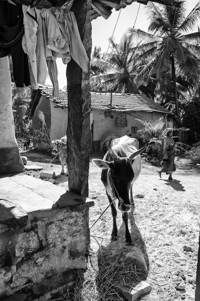 157-3469-karnataka-2013-14-da-belur-a-bangalore-villaggio-
