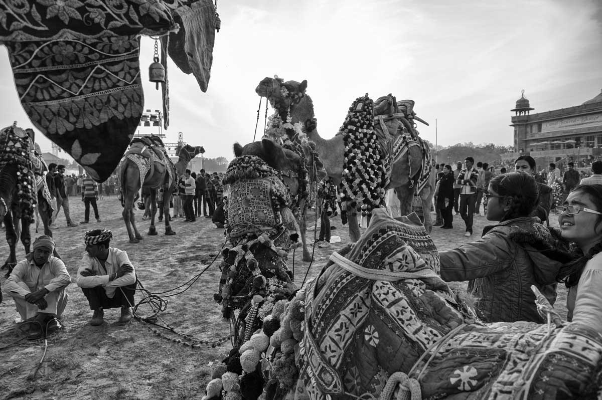 0551-1638-04.01.15-rajasthan-bikaner-camel-festival-2015