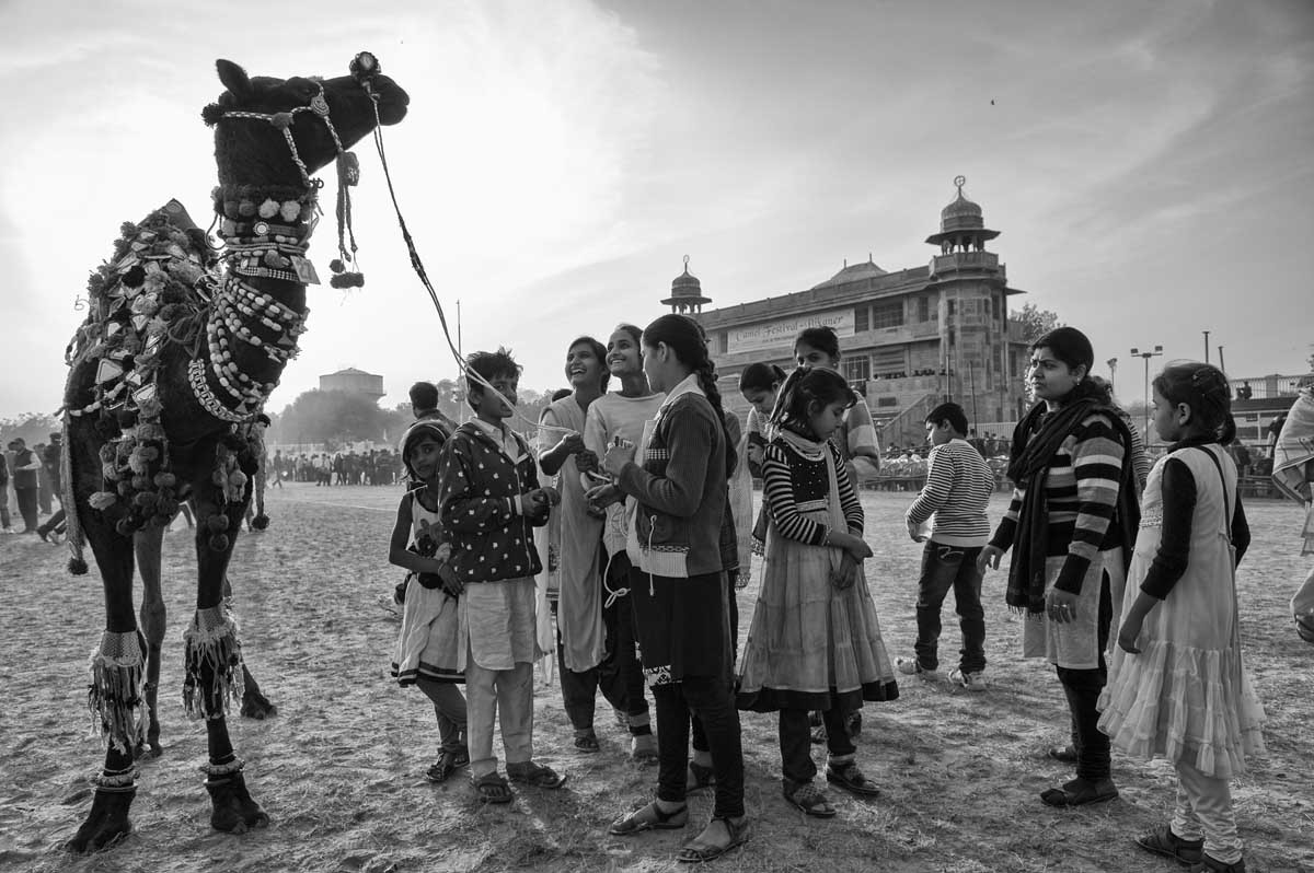 0556-1686-04.01.15-rajasthan-bikaner-camel-festival-2015