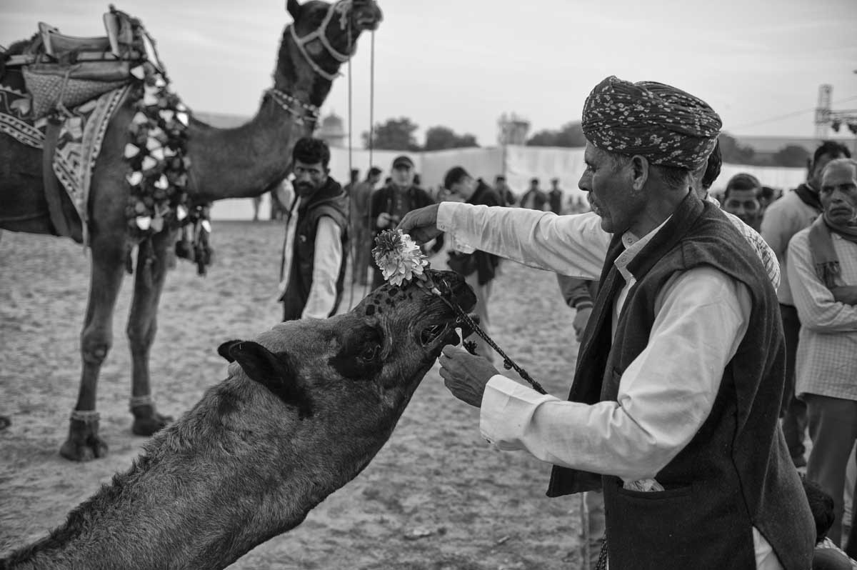 0589-1833-04.01.15-rajasthan-bikaner-camel-festival-2015