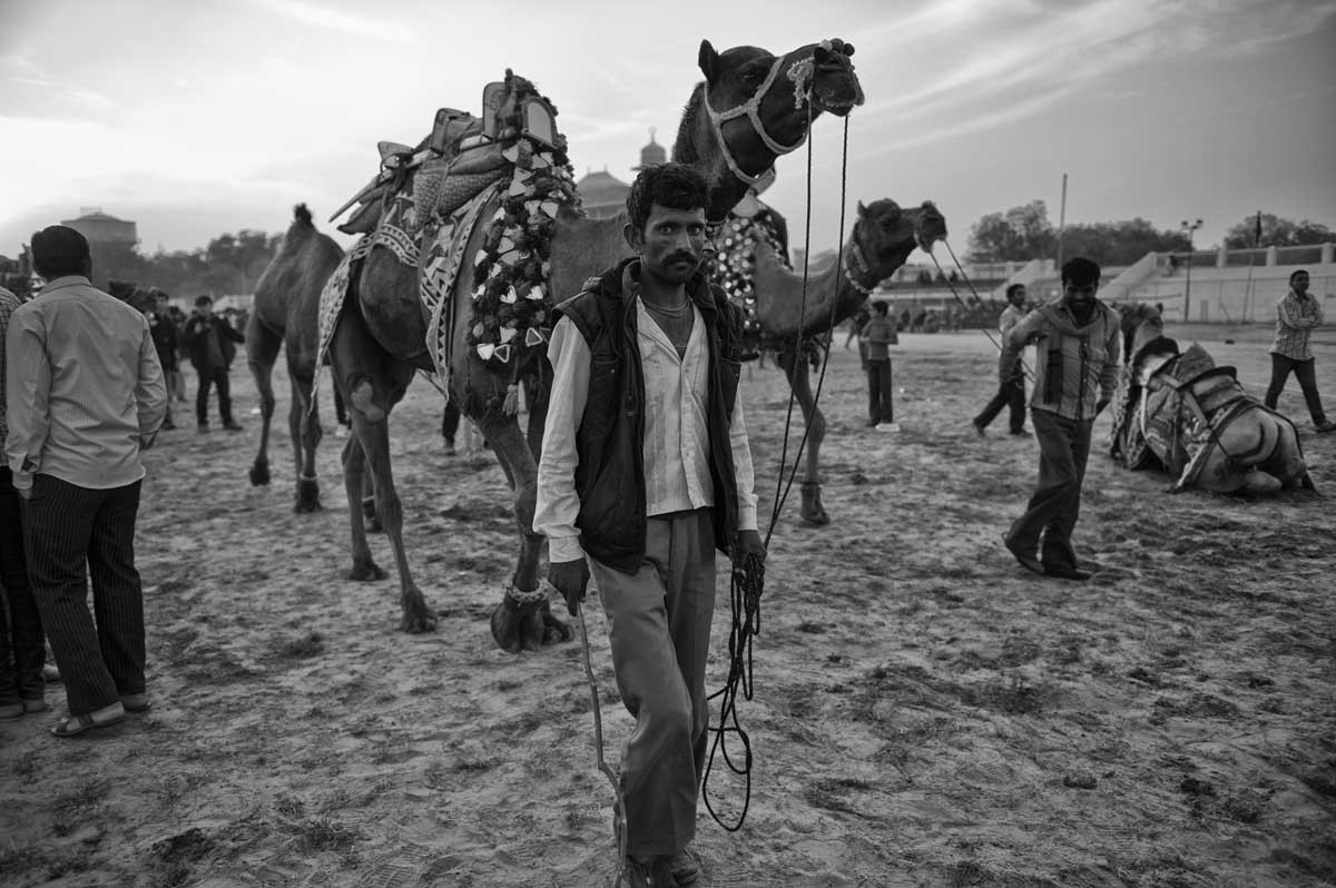 0596-1884-04.01.15-rajasthan-bikaner-camel-festival-2015