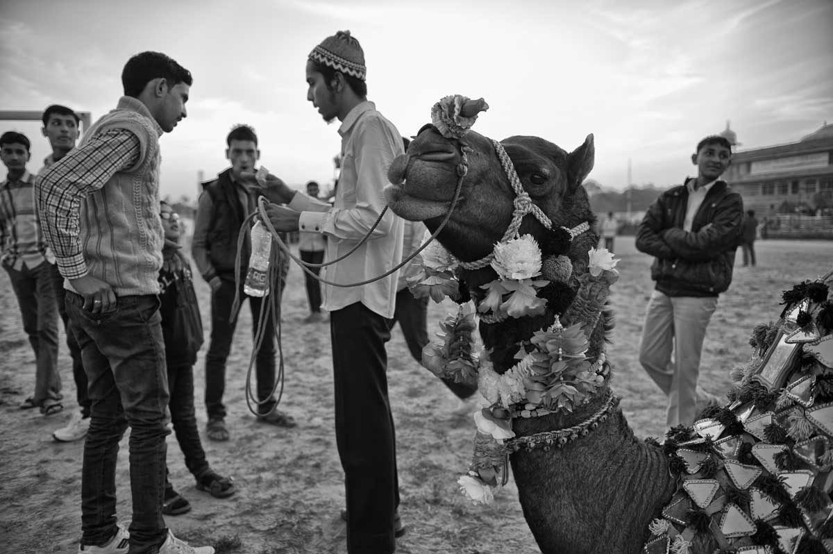 0602-1923-04.01.15-rajasthan-bikaner-camel-festival-2015