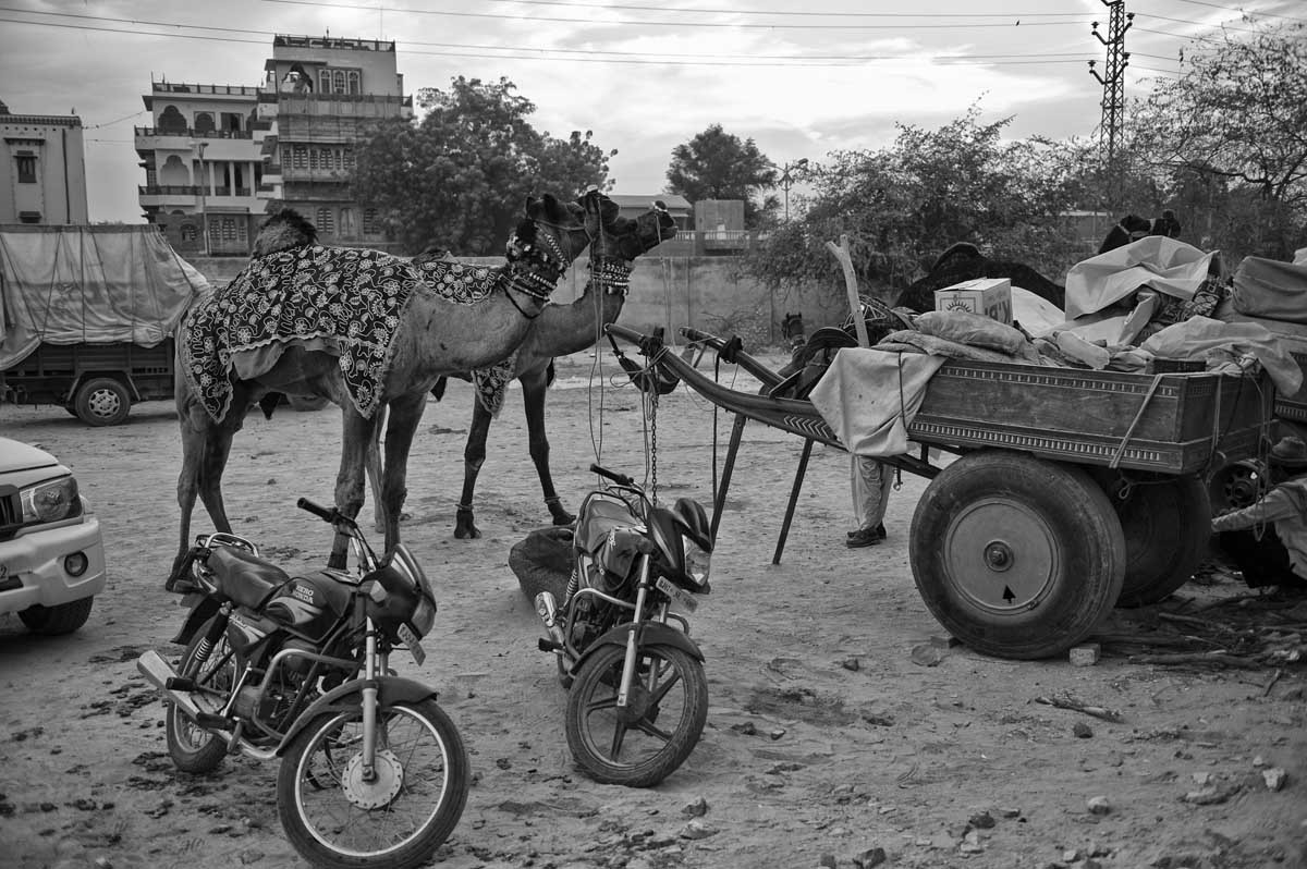 0607-1946-04.01.15-rajasthan-bikaner-camel-festival-2015
