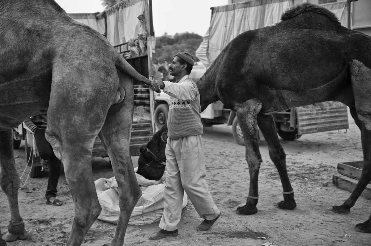 0612-1981-04.01.15-rajasthan-bikaner-camel-festival-2015