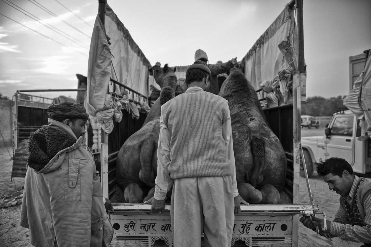 0619-2019-04.01.15-rajasthan-bikaner-camel-festival-2015