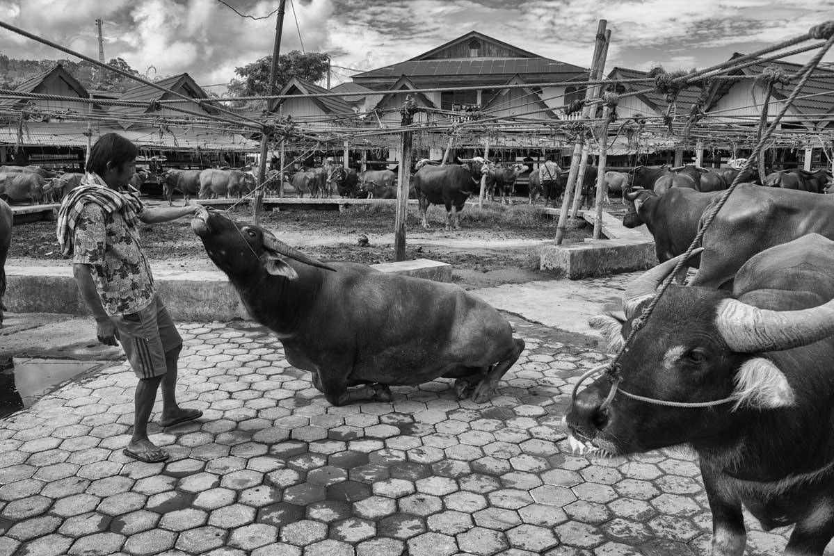 1429-Indonesia-Sulawesi-Toraja-Bolu-mercato-dei-bufali-22.08.17