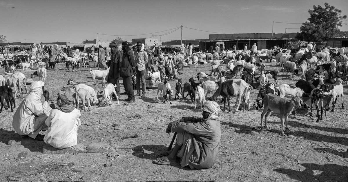 032-Niger-23.2.2020-Agadez-il-mercato-del-bestiame