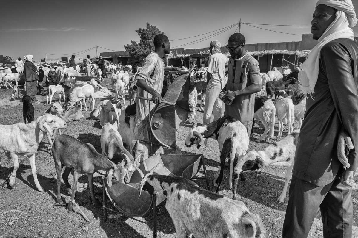 032e-Niger-23.2.2020-Agadez-il-mercato-del-bestiame
